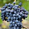 Виноград плодовый Надежда АЗОС фото 1 
