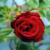 Шток-роза Спринг Селебритис Кримсон фото 2 