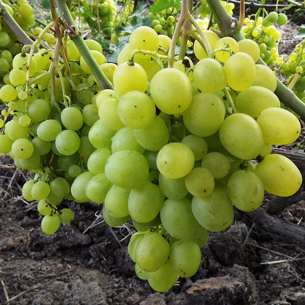 Виноград плодовый Супер-Экстра фото 2 