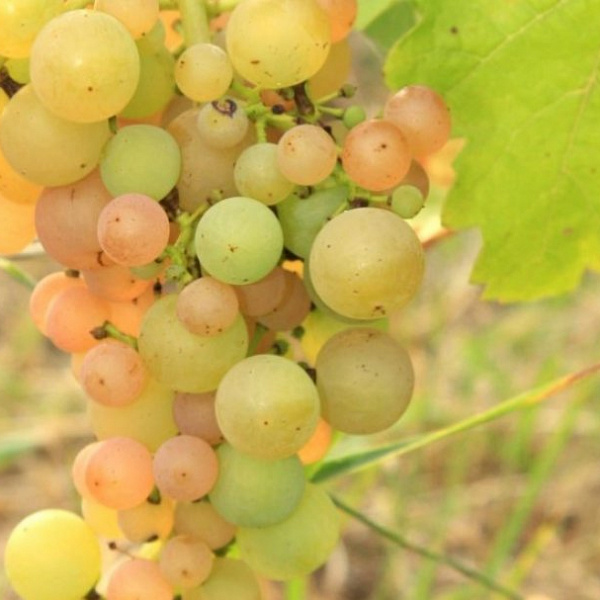 Виноград плодовый Платовский фото 1 